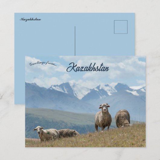 Schafe in Kasachstan Postkarte (Vorne/Hinten)