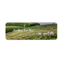 Schafe in Neuseeland | Christchurch Landscape | NZ