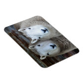 Schafe in Paaren! Magnet (Rechte Seite)