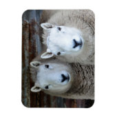 Schafe in Paaren! Magnet (Vertikal)