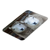 Schafe in Paaren! Magnet (Linke Seite)