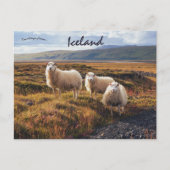 Schafe in Thorsmork Island Postkarte (Vorderseite)