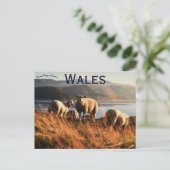 Schafe in Wales Postkarte (Stehend Vorderseite)