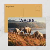 Schafe in Wales Postkarte (Vorne/Hinten)