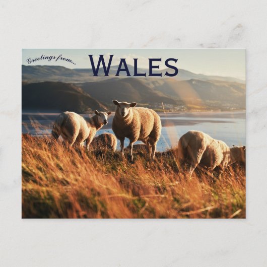 Schafe in Wales Postkarte (Vorderseite)