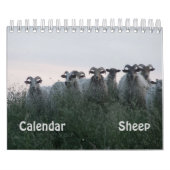 Schafe Kalender (Titelbild)