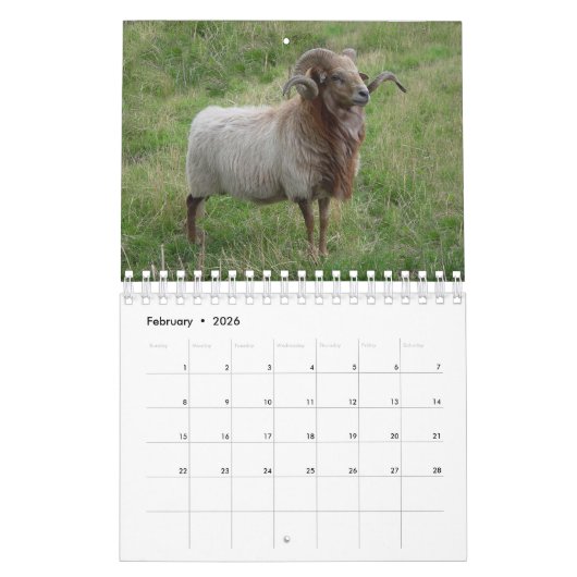 Schafe Kalender (Feb 2026)