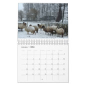 Schafe Kalender (Jan 2026)