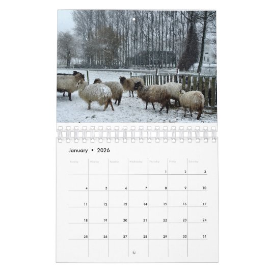 Schafe Kalender (Jan 2026)