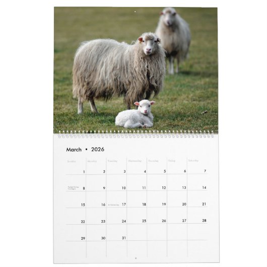 Schafe Kalender (Mär 2026)