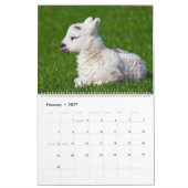 Schafe Kalender (Feb 2027)