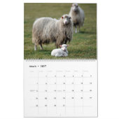 Schafe Kalender (Mär 2027)