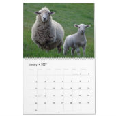 Schafe Kalender (Jan 2027)
