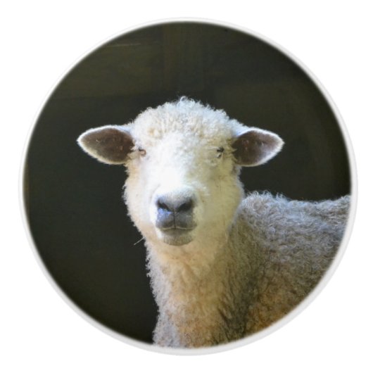 Schafe Keramikknauf (Vorderseite)