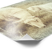 Schafe Lamb Baby Animals Kinderzimmer Fine Art Fotodruck (Ecke)