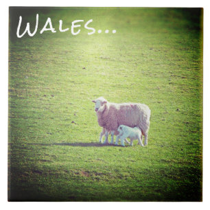 Schafe & Lämmer auf grünem Gras Wales Fliese