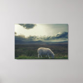 Schafe Leinwanddruck (Vorderseite)