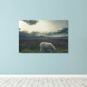 Schafe Leinwanddruck (Insitu (Holzboden))