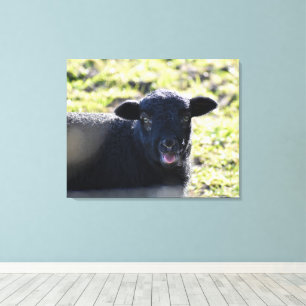 Schafe Leinwanddruck