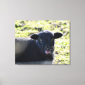 Schafe Leinwanddruck (Vorderseite)