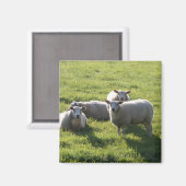 Schafe Magnet (Vorderseite/Rückseite)
