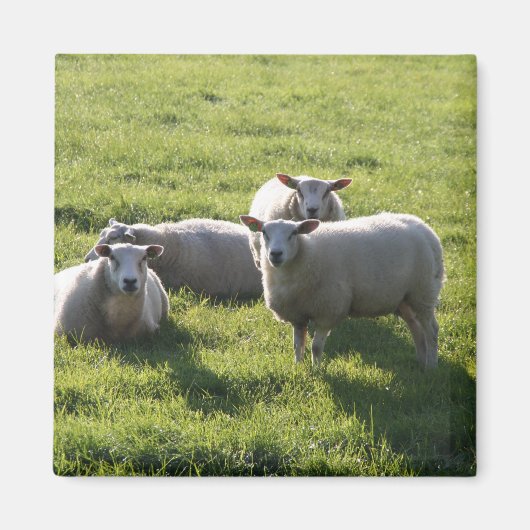 Schafe Magnet (Vorne)