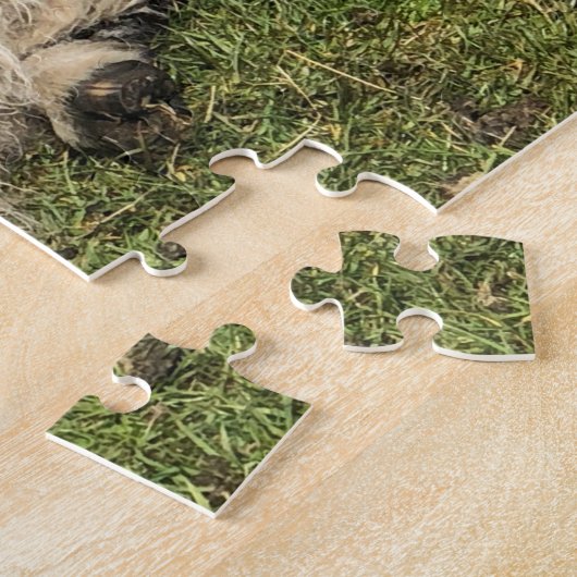Schafe mit Curly Horns auf Islay, Schottland. Scha Puzzle (Seite)