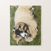 Schafe mit Curly Horns auf Islay, Schottland. Scha Puzzle (Vertikal)