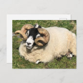 Schafe mit Curly Horns. Isle of Islay, Schottland Postkarte (Vorne/Hinten)