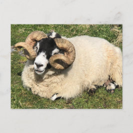 Schafe mit Curly Horns. Isle of Islay, Schottland Postkarte