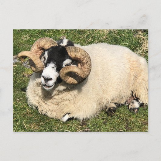 Schafe mit Curly Horns. Isle of Islay, Schottland Postkarte (Vorderseite)