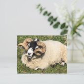 Schafe mit Curly Horns. Isle of Islay, Schottland Postkarte (Stehend Vorderseite)