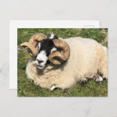 Schafe mit Curly Horns. Isle of Islay, Schottland Postkarte (Vorne/Hinten)