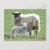 Schafe mit ihrem Lamm Postkarte (Vorderseite)