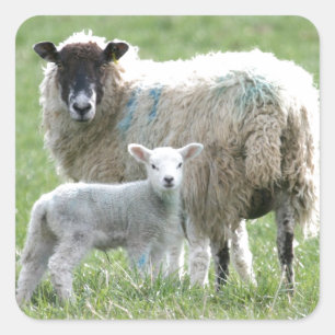 Schafe mit ihrem Lamm Quadratischer Aufkleber