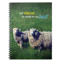 Schafe mit Lamm auf Graswiese