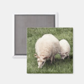 Schafe mit Lamm Magnet (Vorderseite/Rückseite)