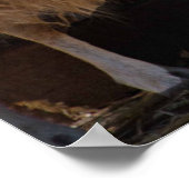 Schafe mit Lämmern Tierfotografie Poster (Ecke)