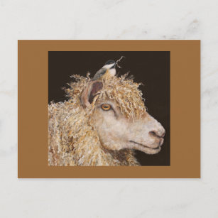 Schafe mit Postkarte
