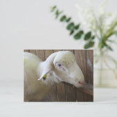 Schafe mit Stroh Postkarte (Stehend Vorderseite)