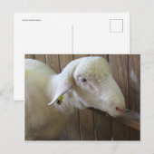 Schafe mit Stroh Postkarte (Vorne/Hinten)