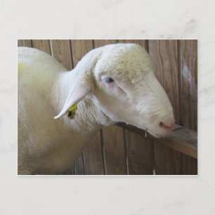 Schafe mit Stroh Postkarte