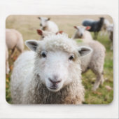 Schafe Mousepad (Vorne)