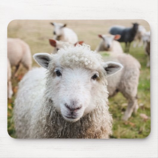 Schafe Mousepad (Vorne)