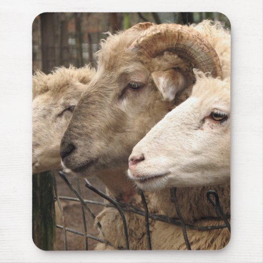 Schafe Mousepad (Vorne)