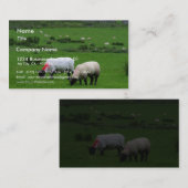 Schafe nähern sich Deerpark Irland Visitenkarte (Vorne/Hinten)