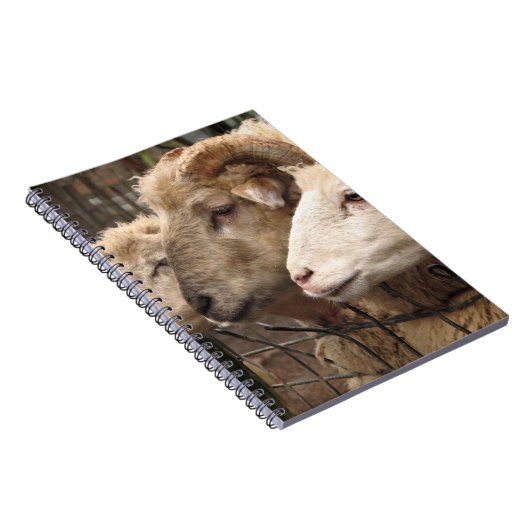 Schafe Notizblock (Rechte Seite)