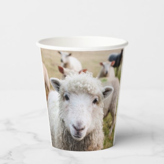 Schafe Pappbecher (Rückseite)
