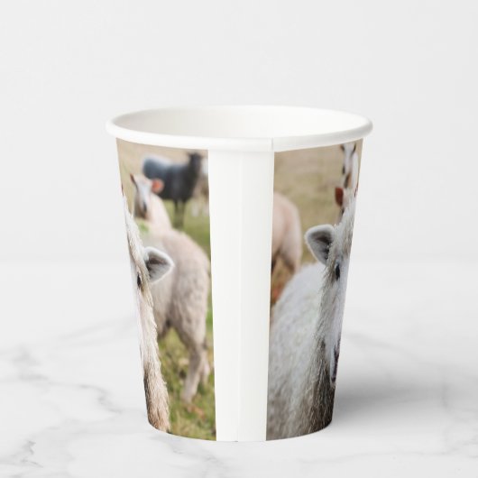 Schafe Pappbecher (Rechts)
