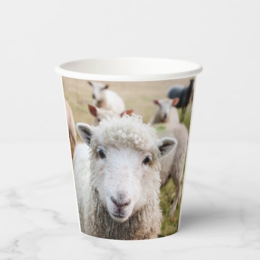 Schafe Pappbecher (Vorderseite)